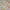 Papaya - Canopy By Prestigious Textiles || Material World