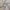 Angora - Emerson By Maurice Kain || Material World