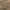 Buff - Eternal By Mokum || Material World