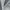Silver - Feather Soft By Zepel || Material World