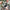 Tropical - Kalani By Maurice Kain || Material World