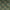 Forest - Kasbah By Slender Morris || Material World