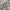 Silver Gull - Lorne By Maurice Kain || Material World
