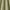 Pistachio - Maala By ILIV || Material World