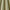 Pistachio - Maharani By ILIV || Material World