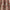 Pimento - Malabar By ILIV || Material World