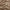 Honey - Messina By Warwick || Material World