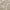 Ivory - Messina By Warwick || Material World