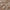 Shell - Messina By Warwick || Material World