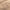 Nude - Modernist By Mokum || Material World