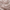 Blush - Southport By Maurice Kain || Material World