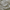 Ivory - Southport By Maurice Kain || Material World