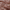 Petal - Southport By Maurice Kain || Material World