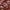 Sienna - Southport By Maurice Kain || Material World
