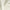 Cream - Zeal By Zepel || Material World