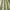 Cornflower - Acanthus By ILIV || Material World