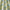 Cornflower - Art Deco By ILIV || Material World