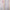 Red/Beige - Bostonian 78302 By Slender Morris || Material World