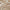 Musk - Calais By Warwick || Material World