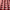 Scarlet - Cluck Cluck By ILIV || Material World