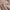 Rose Gold - Enso By Mokum || Material World