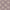 Acanthus - Great Oak By ILIV || Material World