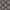 Ebony - Great Oak By ILIV || Material World