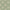 Lichen - Great Oak By ILIV || Material World