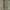 Sage/Jade - Lillypond Stripe By Slender Morris || Material World