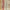 Stone/Tan - Lillypond Stripe By Slender Morris || Material World
