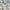 Yellow - Lily By Slender Morris || Material World