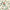 Chintz - Lophura By Sanderson || Material World