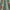 Cassis - Manila By ILIV || Material World