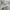Pearl - Mia By Wortley || Material World