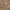 Shell - Panay By Linia || Material World