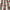 Paprika - Savannah By ILIV || Material World